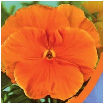 Фиалка Витрокка оранжевая (orange)
