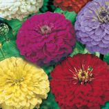 Цинния георгиновидная смесь