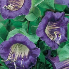 Кобея Ползучая фиолетовая (purple)