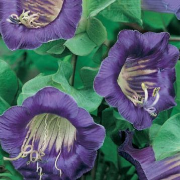 Кобея Ползучая фиолетовая (purple)