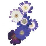 Перикаллис Стар Варс F1 (Star Wars) синий с прожилками