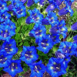 Горечавка (Герциана) синий (blue)