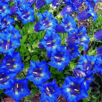 Горечавка (Герциана) синий (blue)