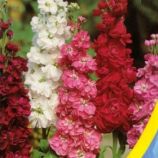 Сизий левкой суміш насіння (Moravoseed)