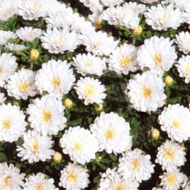 Астра карликовая белая (White)