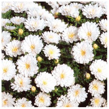 Астра карликовая белая (White)