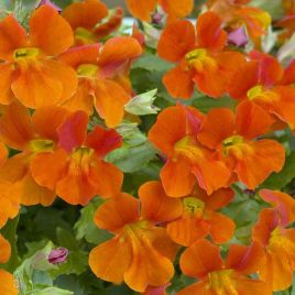 Мимулюс Мистик оранжевый (orange)