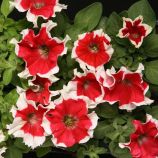 Хулахуп F1 червона (red) насіння петунії грандіфлора (Sakata)