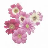 Перикаллис Стар Варс F1 (Star Wars) малиновый с прожилками