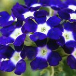 Вербена Обсешен синяя с глазком