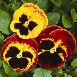 Виола Колоссус F1 фаер сюрприз