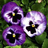 Виола Колоссус F1 лавандовый сюрприз