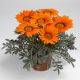 Газания Фрости Кисс оранжевая (orange)