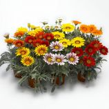 Газания Фрости Кисс смесь 