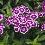 Барбарини F1 пурпурное пикоте семена гвоздики турецкой (Syngenta)