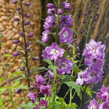 Дельфиниум Экскалибур лилово-розовоый (purple pink) с белым глазком