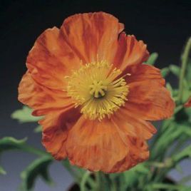 Мак Пульчинелла оранжевый (orange)