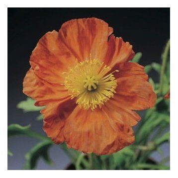 Мак Пульчинелла оранжевый (orange)