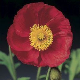 Мак Пульчинелла розовый (pink)