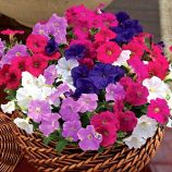 Петунія Пікобелла суміш (мікс)