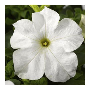 Петуния Тритуния F1 белая (white)