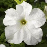 Трітунія F1 біла (white) насіння петунії грандіфлора (Syngenta)