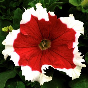 Петуния Фрост красная (red)