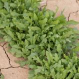 Сіноп насіння руколи дикої (Rijk Zwaan)