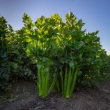 Келвін насіння селери черешкової (Rijk Zwaan)