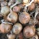 CRX 2301 F1 семена лука озимого ультрараннего окр. (Cora Seeds)