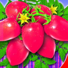 Дамский пальчик томата дет среднего 100-105 дн 120-140 гр слив с носик (GL Seeds)