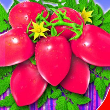 Дамский пальчик томата дет среднего 100-105 дн 120-140 гр слив с носик (GL Seeds)