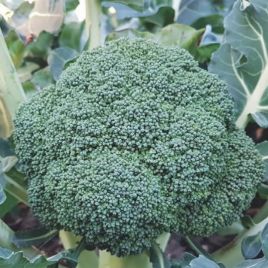 Маори F1 (Maori F1) семена капусты брокколи среднепоздней 85 дн. 500-700 гр. (Cora Seeds)