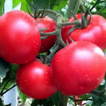 Томат Зейнеп F1 красный 