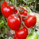 Томат Зейно F1 красный 