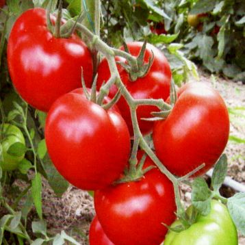 Томат Зейно F1 красный 