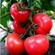 Томат Тайлин F1 красный 