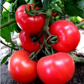 Томат Тайлин F1 красный 