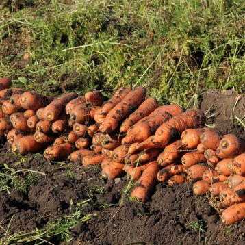 Морква Бурштиновий цукор