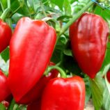 Перец сладкий Нова 