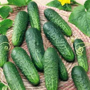Огірок Наяда F1