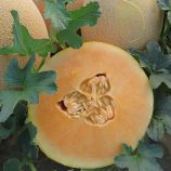 Диня ІНХ 1077 F1