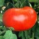 Томат 1606 F1
