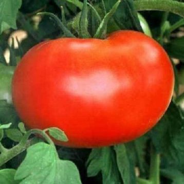 Томат 1606 F1