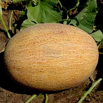 Диня ТС 18-1020 F1