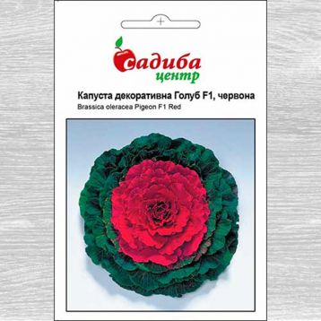 Капуста декоративна Голуб F1 