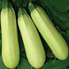 Кабачок Чаклун 