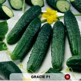 Огірок Грація F1 