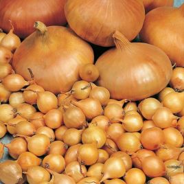 Лук репчатый Марковский 