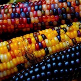 Кукурудза Різнокольорова